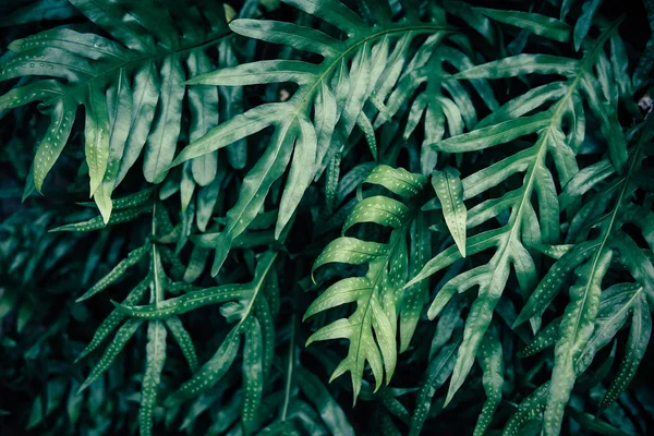 Tropiska gröna löv bakgrund, Mörk ton tema. — Stockfoto