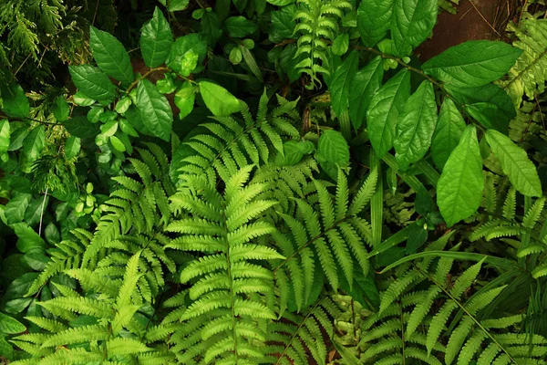 Tropical green leaf — Stock Photo, Image