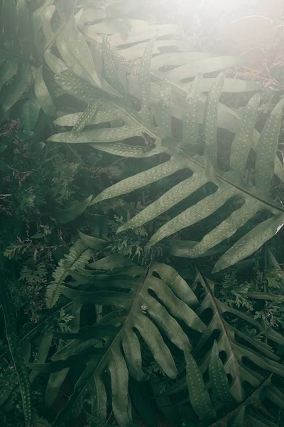 Jardim vertical com folha verde tropical com nevoeiro e chuva, Tom escuro — Fotografia de Stock