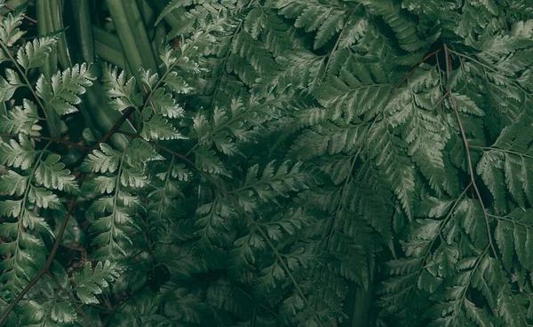 Tropiska gröna löv bakgrund, Mörk ton tema. — Stockfoto