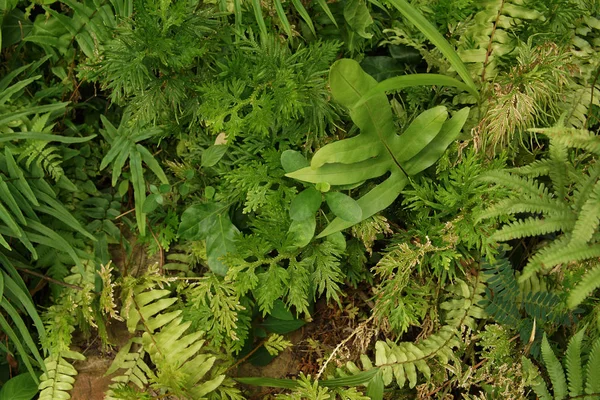 熱帯緑の葉 — ストック写真