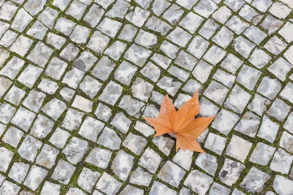 Один Осенний Кленовый Лист Лежит Каменном Тротуаре Закрыть — стоковое фото