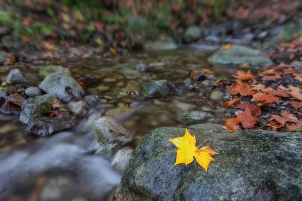 Herfst Concept Kreek Het Bos Close — Stockfoto