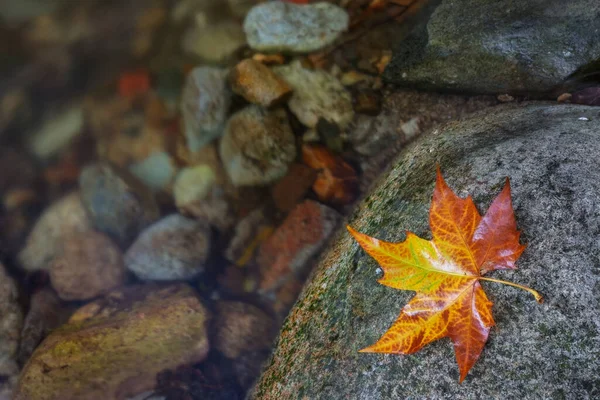 Una Colorida Hoja Amarilla Cerca Del Arroyo Cerca — Foto de Stock