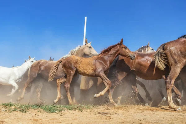 Cavalos Estão Cavalgando Doca Para Batismo Igreja Rocio — Fotografia de Stock