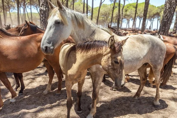 Άγρια Άλογα Αναπαύονται Στο Μαντρί Μετά Βάπτισμα Rocio Ισπανία — Φωτογραφία Αρχείου