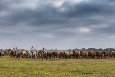 El ROCIO, ANDALUCIA, İSPAN - 26 HAZİRAN 2016: Köylüler vahşi at sürüsünü vaftiz ediyorlar. İspanya El Rocio.