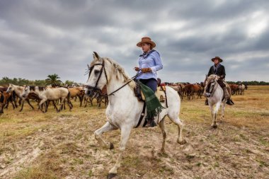 El ROCIO, ANDALUCIA, İSPAN - 26 HAZİRAN 2016: Çoban kadın biniciler vahşi at sürüsünü vaftiz ediyor. Genç.