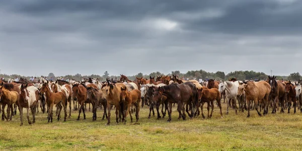 Uma Manada Cavalos Pasto Vai Para Batismo Espanha Rocio Andaluzia — Fotografia de Stock