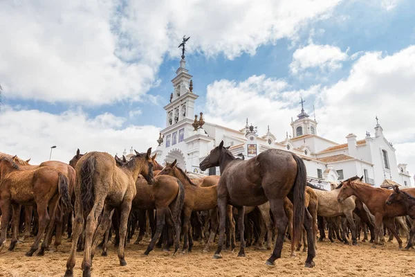 Czekam Konie Przed Kościelnym Rytuałem Chrztu Rocio Hiszpania — Zdjęcie stockowe