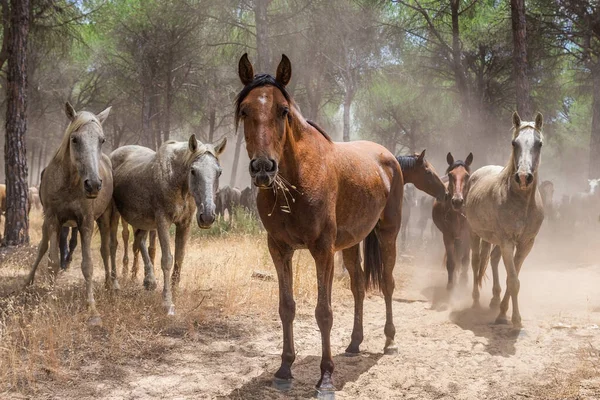 Cansado Pasto Cavalo Para Descansar Após Batismo Rocio — Fotografia de Stock