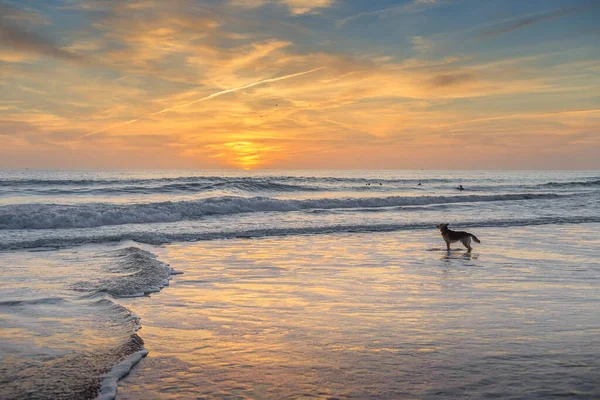 牧羊犬在海滩等着冲浪客 日落时 — 图库照片