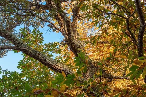 Folhas Outono Brilhantes Ambiente Natural Árvores Bordo Queda Amarelo Laranja — Fotografia de Stock