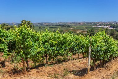 Portuguese vineyards of the zone Alentejo. Summer clipart