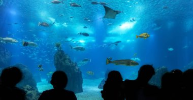 Mavi bir akvaryuma karşı insanların siluetleri..