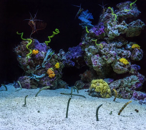 サンゴとウナギの水族館 砂から突き出た魚 — ストック写真
