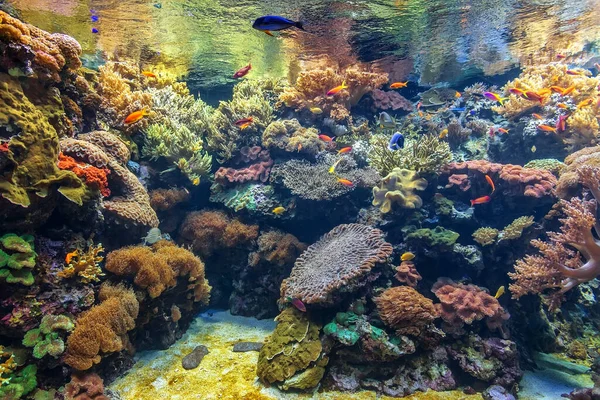 サンゴ水族館で熱帯魚 閉じろ — ストック写真