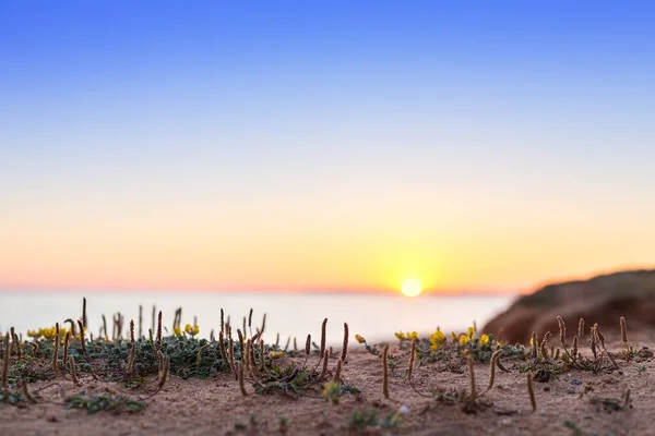 Paysage Minimaliste Macro Coucher Soleil Sur Mer — Photo