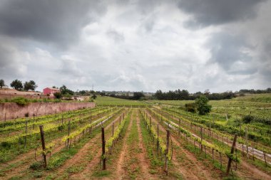 Algarve 'deki Portekiz şarap tarlaları. Portekiz