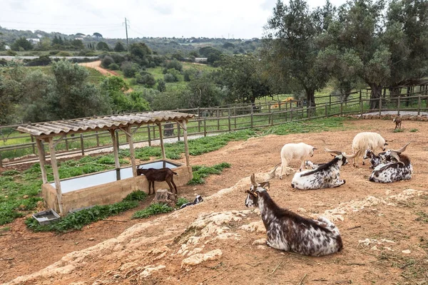 Flock Portugisiska Getter Hålls Stallet Att Beta — Stockfoto