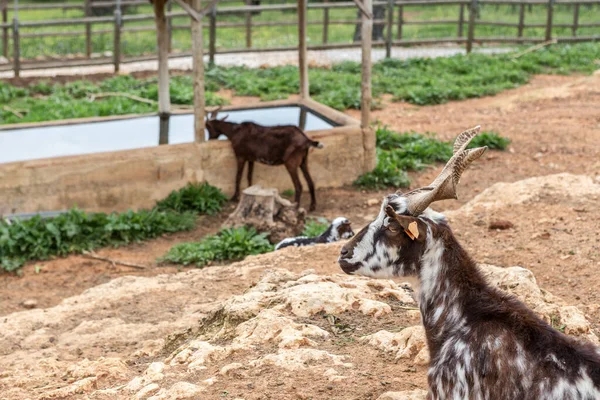 Herd Portuguese Goats Kept Stall Graze — Stock Photo, Image