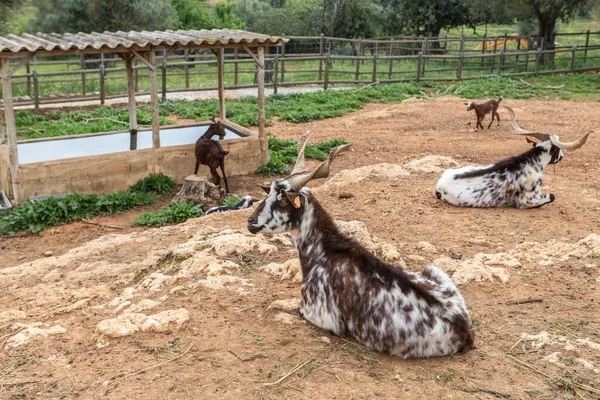 一群葡萄牙山羊被圈养在畜栏里 去吃草 — 图库照片
