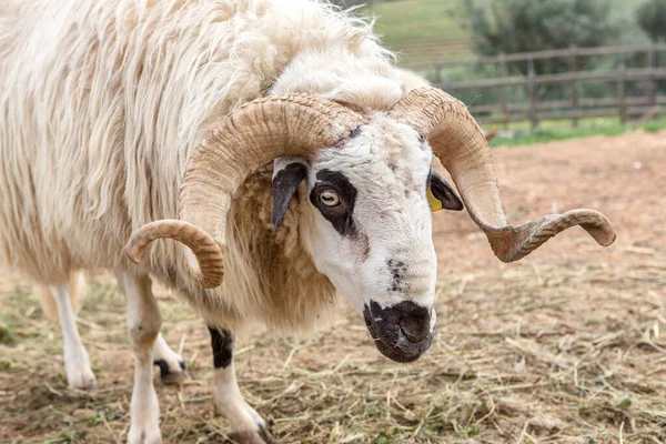 Uma Manada Cabras Portuguesas Mantida Estábulo Para Pastar — Fotografia de Stock