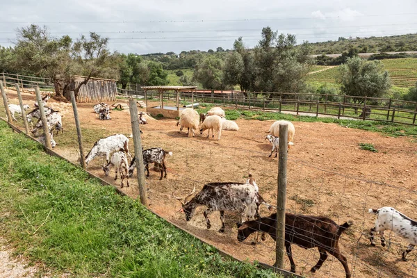 一群葡萄牙山羊被圈养在畜栏里 去吃草 — 图库照片