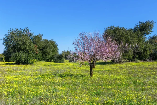 Portekiz Deki Badem Çiçeği Bahçesi Tavira Algarve — Stok fotoğraf