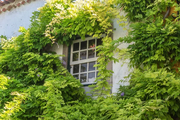 Ancient Portuguese Window Overgrown Foliage Portugal — Stock Photo, Image