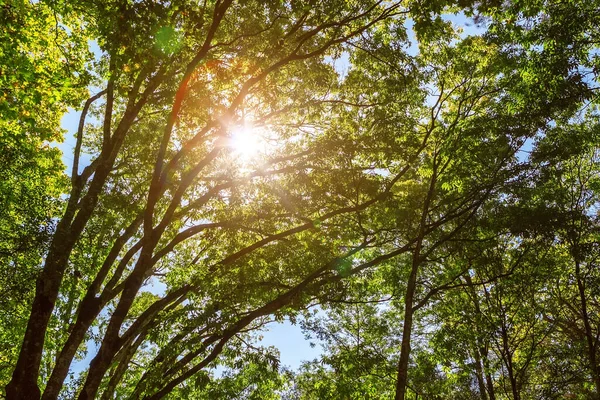 Sol Rompe Árvores Grossas Parque Monchique Portugal — Fotografia de Stock