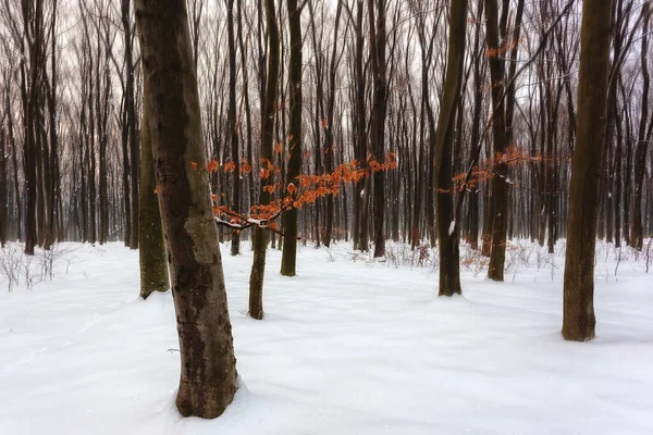 Tronchi Carpino Nella Neve Foglie Gialle — Foto Stock