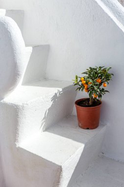 Portekiz dekoratif portakal ağacı. Basamaklarda