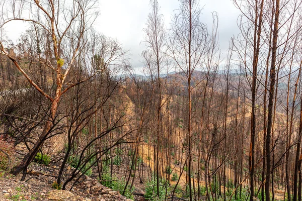 Estado Los Bosques Valles Tras Desastre Los Incendios Monchique Portugal — Foto de Stock