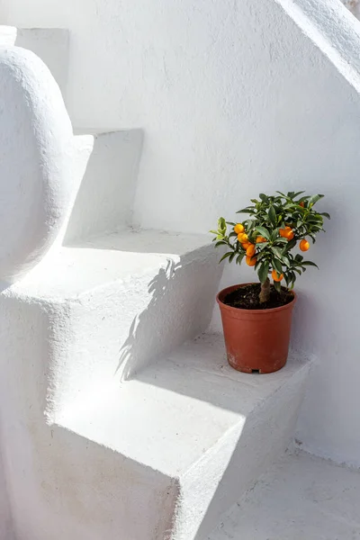 Portuguese Decorative Orange Tree Steps — Stock Photo, Image