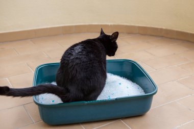 Siyah kedi dışarıda silikon kutusunu rahatlatmak için koşuyor..