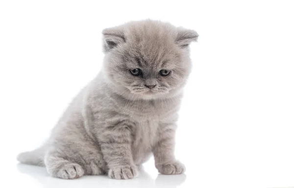 Lindo gatito mensual de raza pura británica, sobre un fondo blanco, aislado . — Foto de Stock