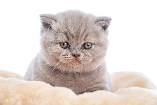 Lop-eared pequeño gatito británico acostado en una almohada mirando hacia adelante sobre un fondo blanco . — Foto de Stock