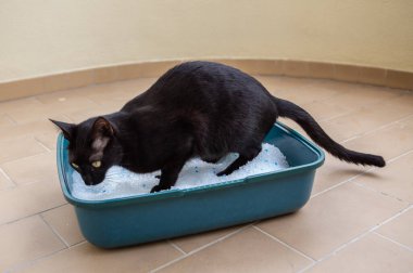 Siyah kedi dışarıda silikon kutusunu rahatlatmak için koşuyor..