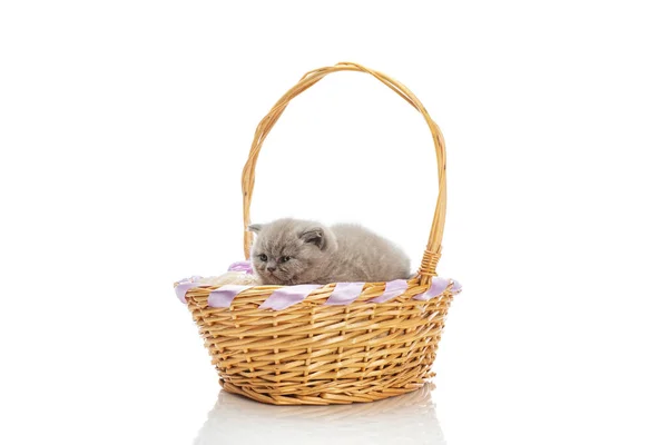 Lop-eared Britse kitten zitten in een mand op een witte achtergrond. — Stockfoto