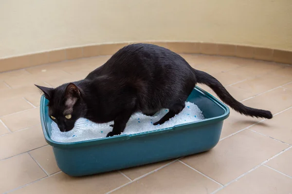 Černá kočka běží ulevit silikonové krabice venku. — Stock fotografie