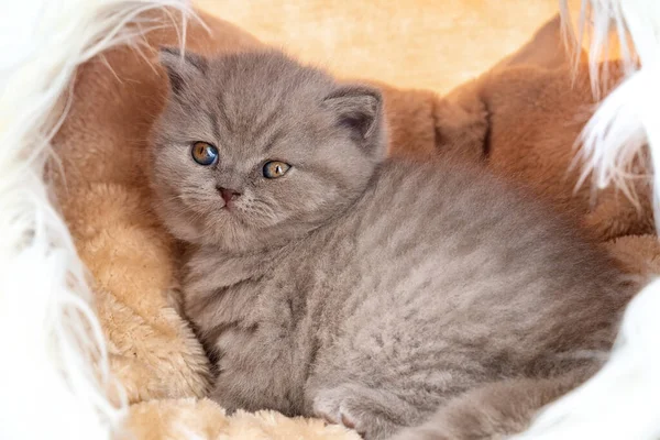 Lindo Gatito Orejas Entrecortadas Pura Raza Británica Una Casa Material — Foto de Stock