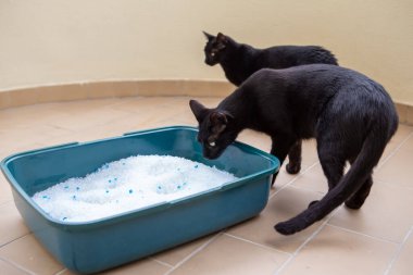 İki kara kedi, silikonlu bir kutuda ihtiyaç giderecek.