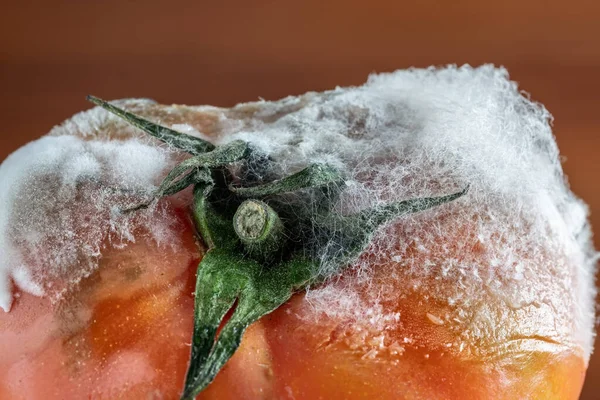 Tomate Podre Com Mofo Fungos Musgo Close Fundo Escuro — Fotografia de Stock