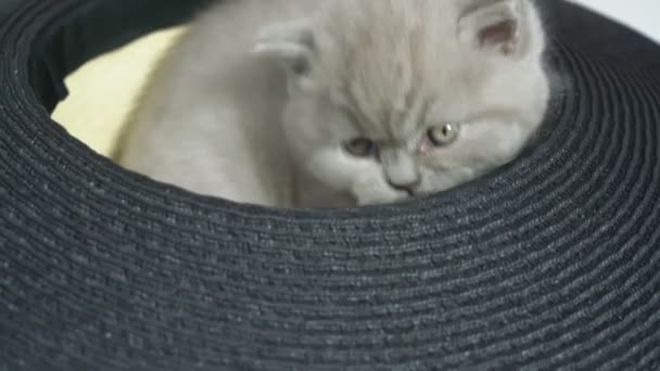 Lop fülű brit cica ül egy kalapban nyalja magát, mossa. — Stock videók