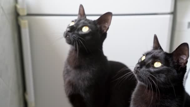 Yetişkin siyah kardeşler kedi yavruları, komik bir şeye bakın ve kafalarını uçurun.. — Stok video