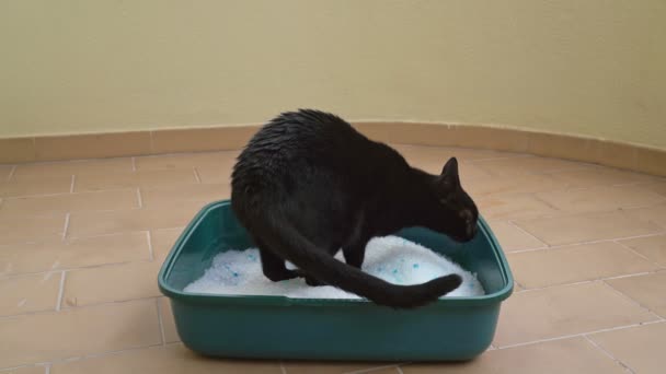 De zwarte kat gebruikt het toilet, gemaakt van korrelig zand silica, om vocht en geur te absorberen. Huisdierverzorging. — Stockvideo