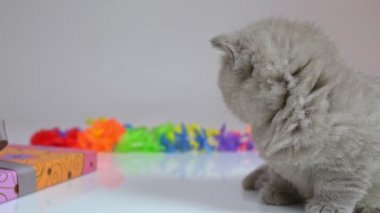 Bir kova ve bir kutu arasında oturan sarkık kulaklı küçük bir İngiliz kedi yavrusu yıkanıyor..