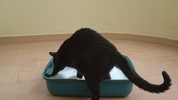 O gato preto usa o banheiro, feito de sílica de areia granular, para absorver a umidade e o cheiro. Cuidados com animais . — Vídeo de Stock