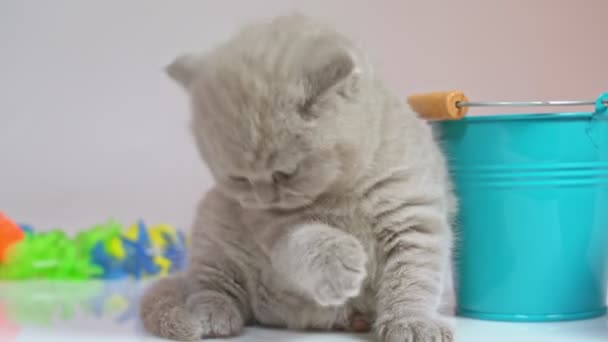 Un petit chaton britannique à oreilles nues assis entre un seau et une boîte est lavé . — Video